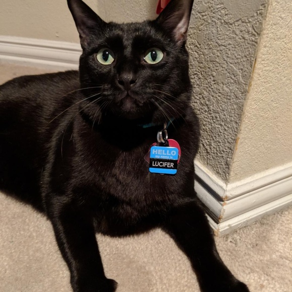 Cats, but nobody wants 'em!!!! - Picture 2 of 5